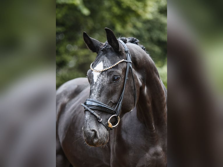 Renano Caballo castrado 4 años 164 cm Negro in Riedstadt