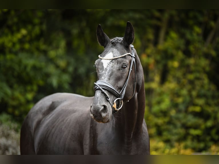 Renano Caballo castrado 4 años 164 cm Negro in Riedstadt