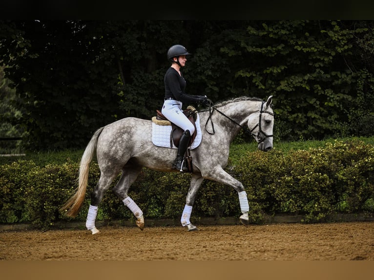 Renano Caballo castrado 4 años 165 cm Tordo in Riedstadt