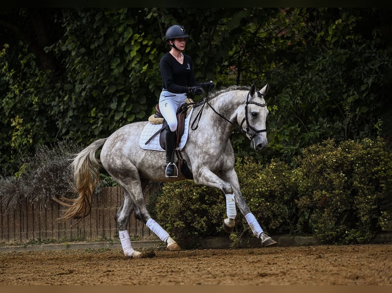 Renano Caballo castrado 4 años 165 cm Tordo in Riedstadt