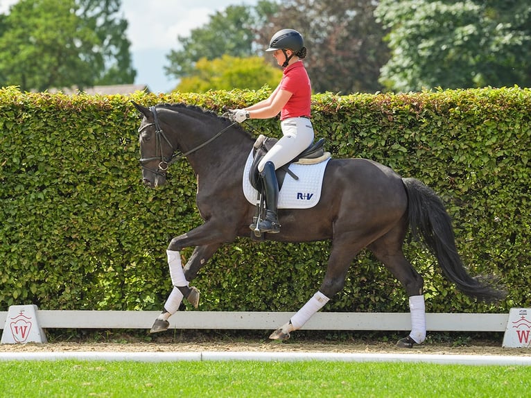 Renano Caballo castrado 4 años 166 cm Morcillo in Münster