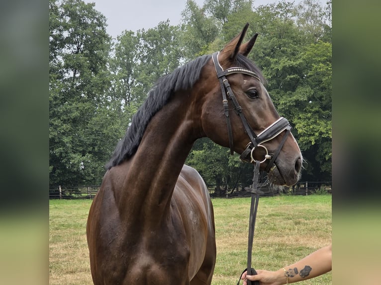 Renano Caballo castrado 4 años 167 cm Morcillo in Wachtendonk
