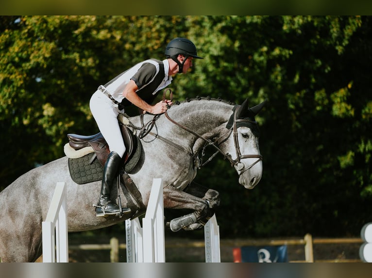Renano Caballo castrado 4 años 167 cm Tordo in Riedstadt