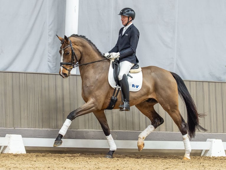 Renano Caballo castrado 4 años 175 cm Castaño in Münster-Handorf