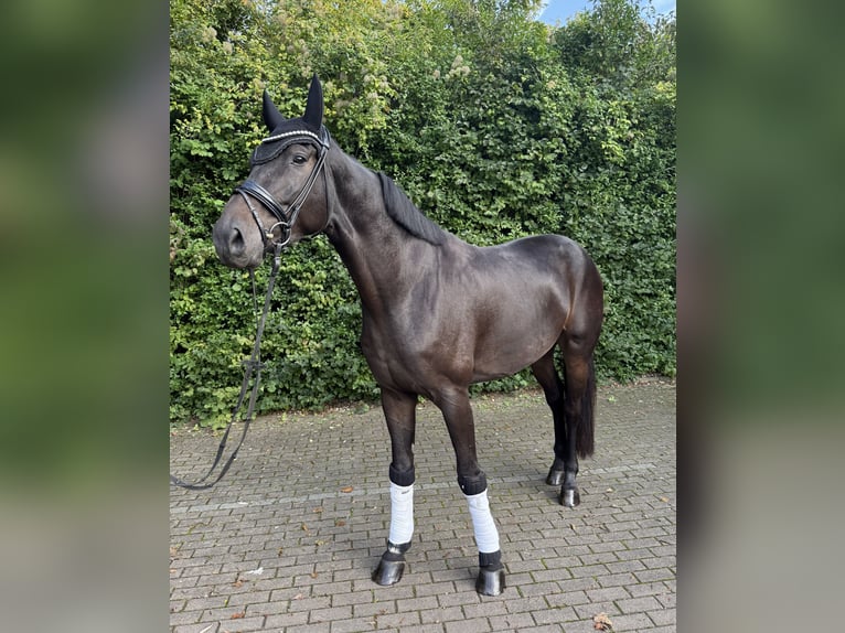 Renano Caballo castrado 4 años 176 cm Castaño oscuro in Willich