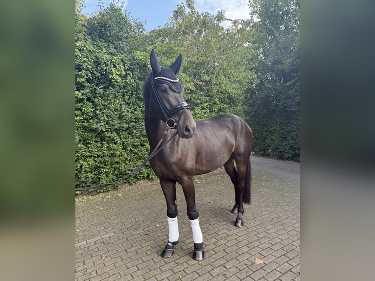 Renano Caballo castrado 4 años 176 cm Castaño oscuro in Willich