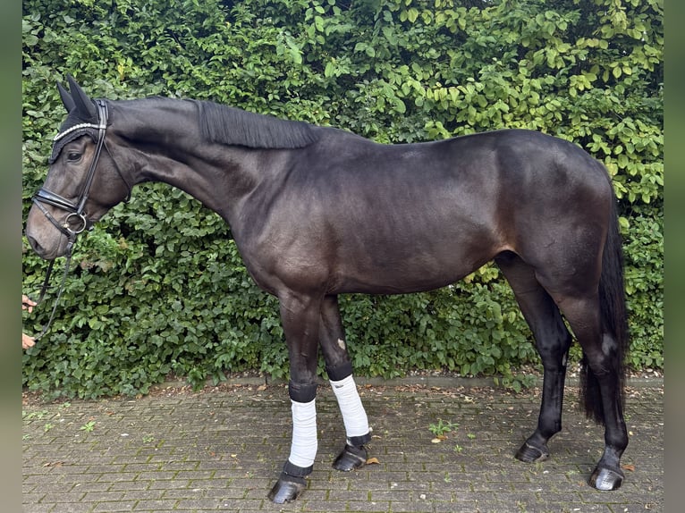 Renano Caballo castrado 4 años 176 cm Castaño oscuro in Willich