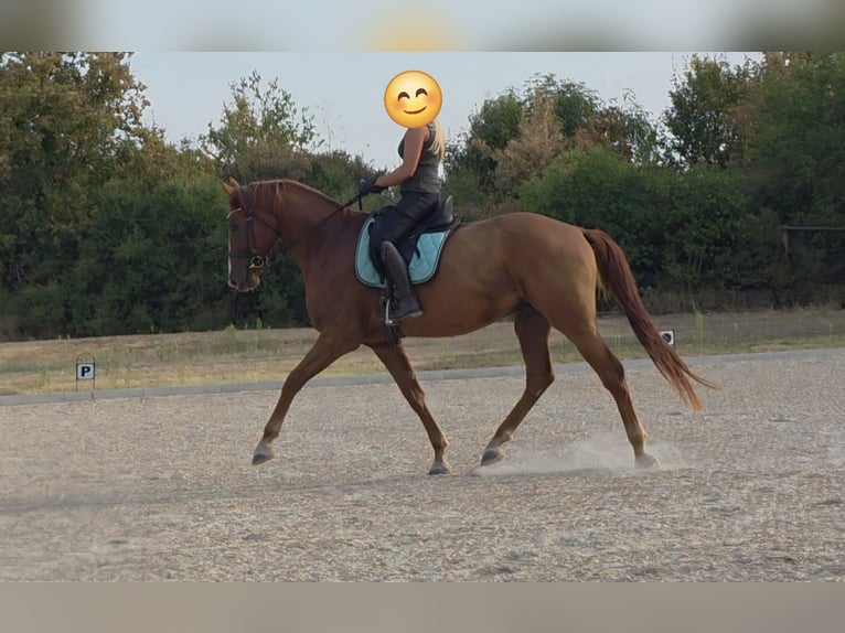 Renano Caballo castrado 4 años 178 cm Alazán in Reilingen
