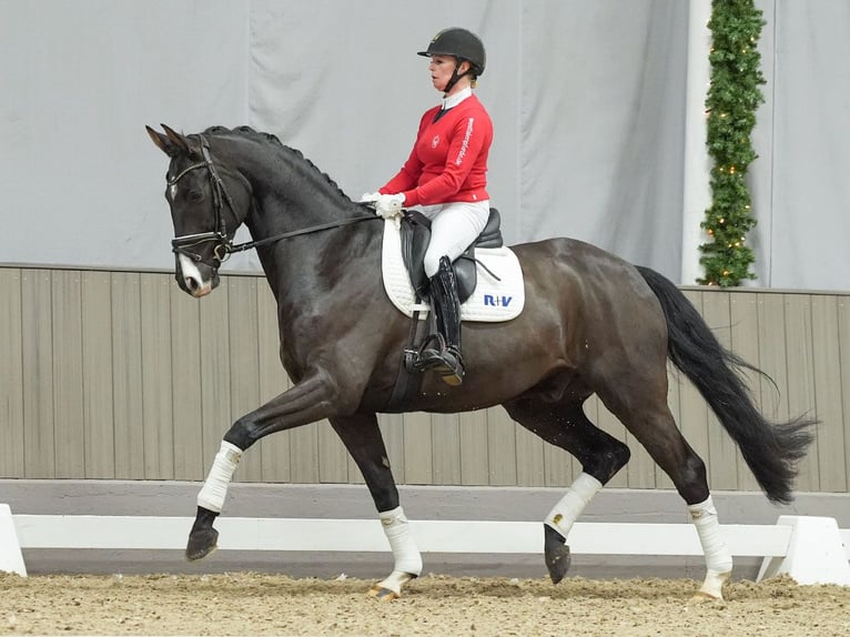 Renano Caballo castrado 4 años Negro in Münster-Handorf