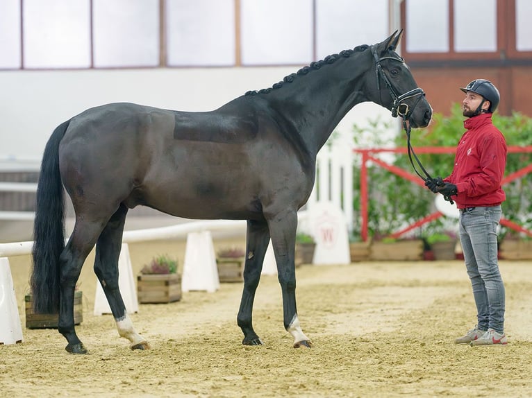 Renano Caballo castrado 4 años Negro in Münster-Handorf