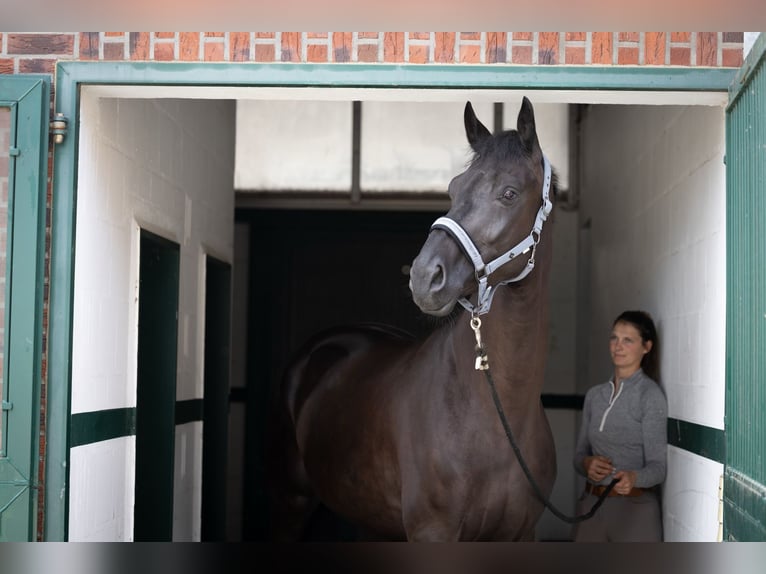 Renano Caballo castrado 4 años Negro in Niederkr&#xFC;chten