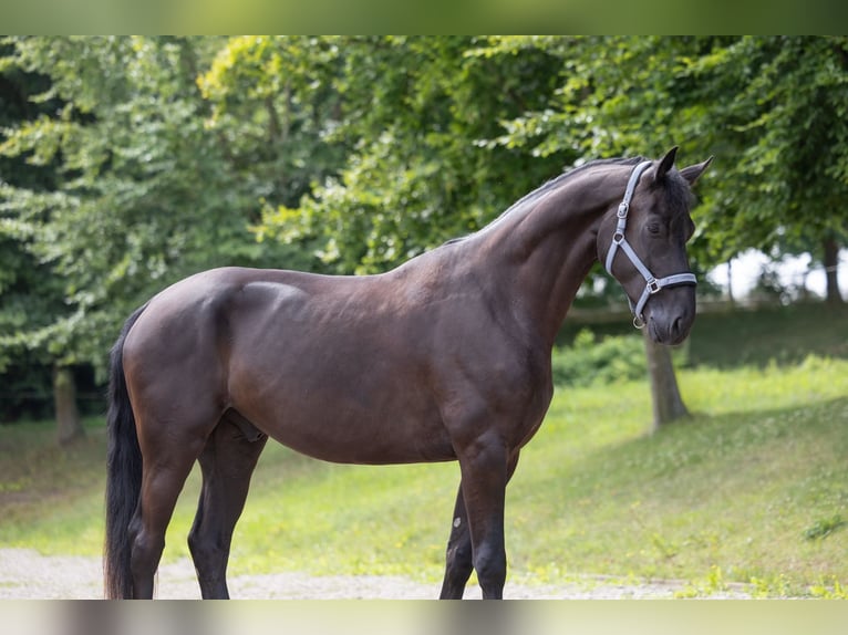Renano Caballo castrado 4 años Negro in Niederkr&#xFC;chten