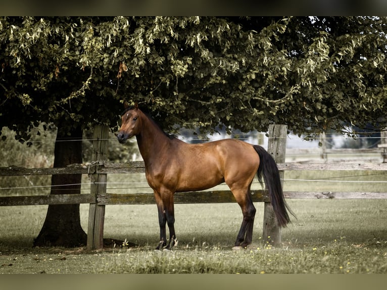 Renano Caballo castrado 5 años 164 cm Castaño in Geldern