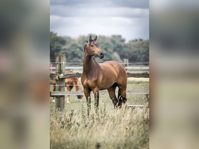 Renano Caballo castrado 5 años 164 cm Castaño in Geldern