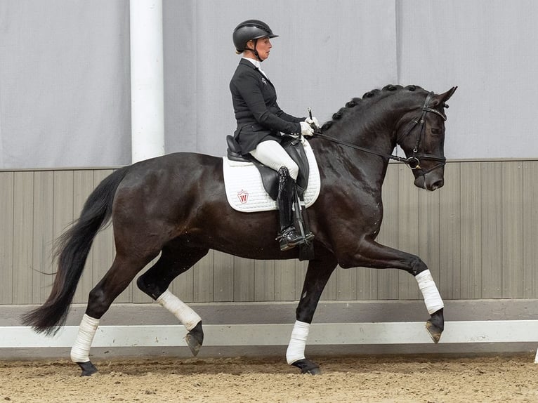 Renano Caballo castrado 5 años 164 cm Negro in Münster-Handorf