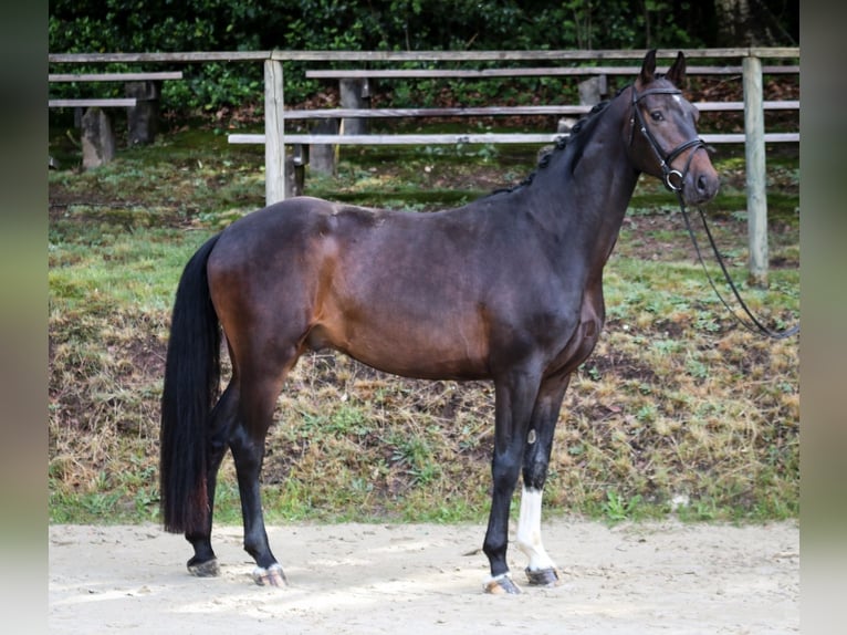 Renano Caballo castrado 5 años 165 cm Morcillo in Wuppertal