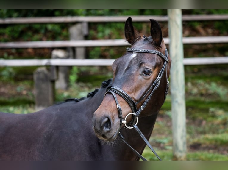 Renano Caballo castrado 5 años 165 cm Morcillo in Wuppertal