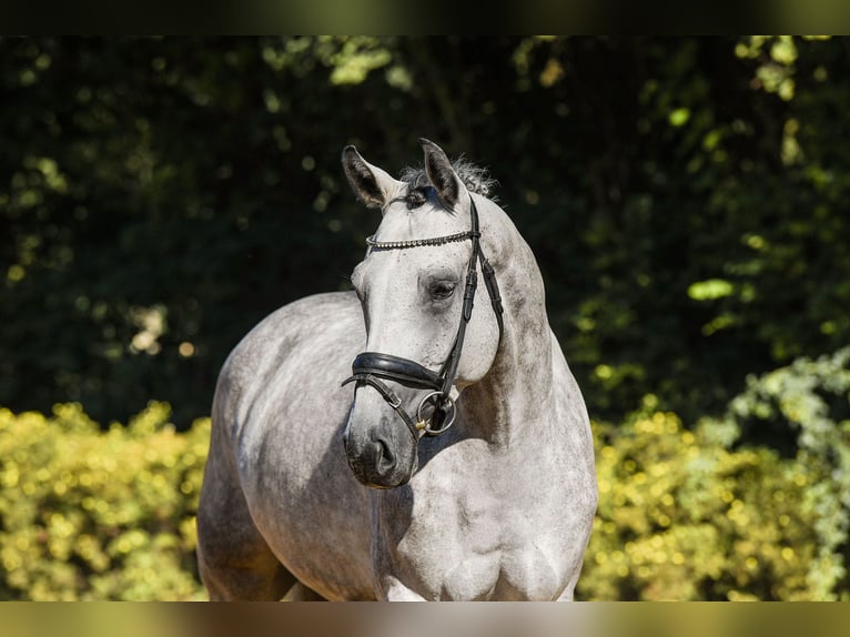 Renano Caballo castrado 5 años 165 cm Tordo in Riedstadt