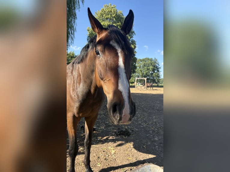 Renano Caballo castrado 5 años 169 cm Castaño oscuro in Rubkow