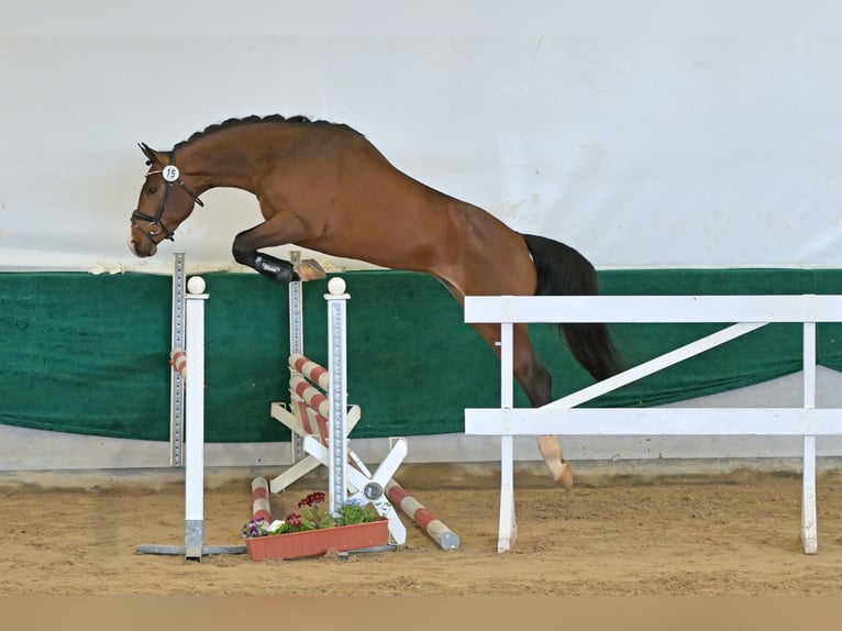 Renano Caballo castrado 5 años 170 cm Castaño in Lindlar