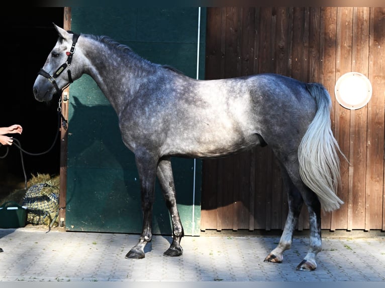 Renano Caballo castrado 5 años 170 cm Tordo in K&#xF6;ln