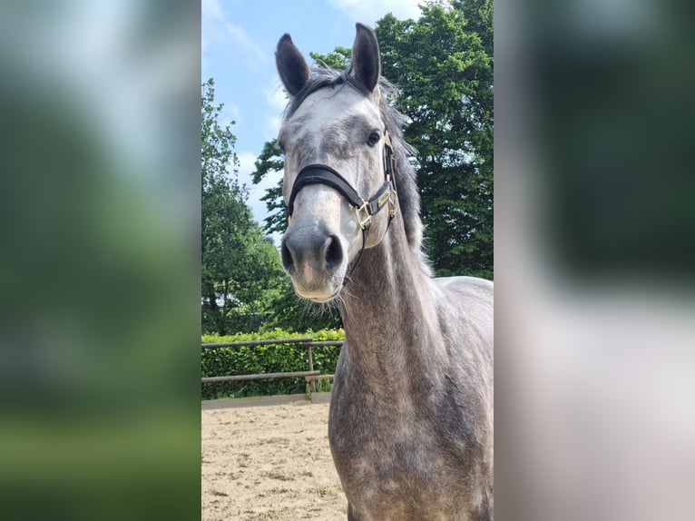 Renano Caballo castrado 5 años 170 cm Tordo in K&#xF6;ln