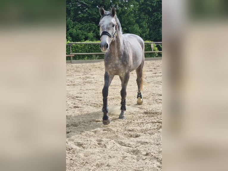 Renano Caballo castrado 5 años 170 cm Tordo in K&#xF6;ln