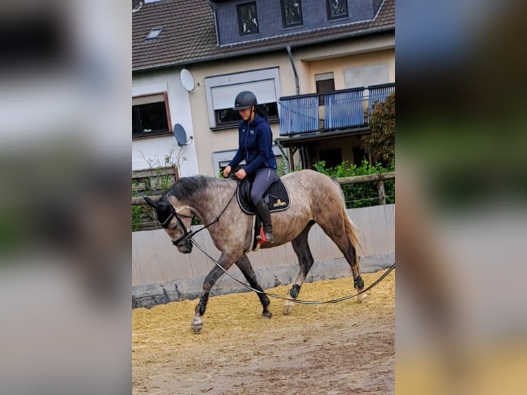 Renano Caballo castrado 5 años 170 cm Tordo in K&#xF6;ln