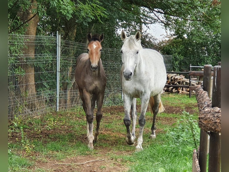 Renano Caballo castrado 5 años 170 cm Tordo in K&#xF6;ln