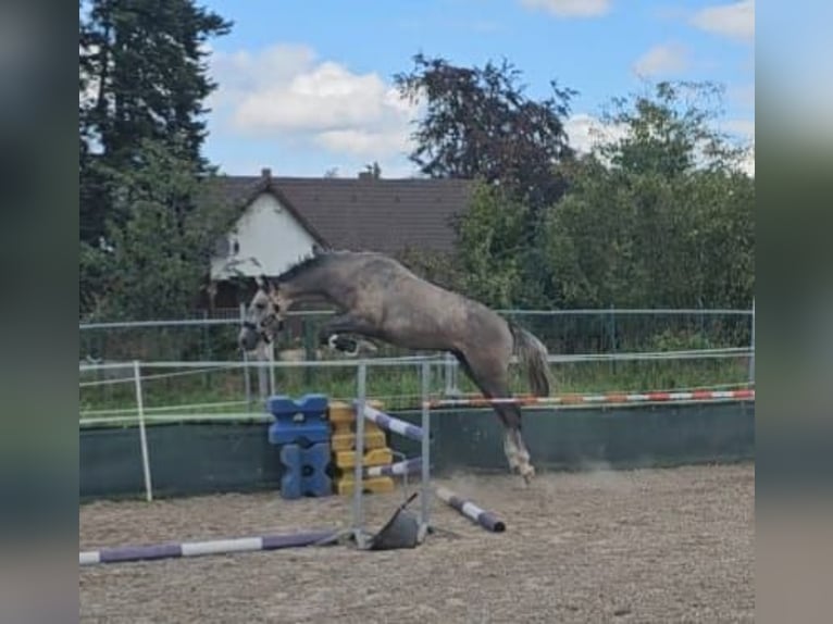 Renano Caballo castrado 5 años 170 cm Tordo in K&#xF6;ln