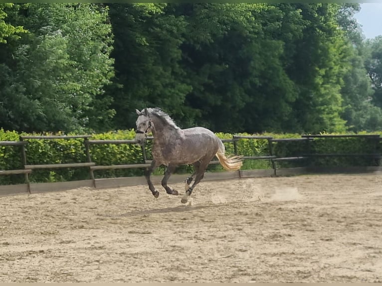 Renano Caballo castrado 5 años 170 cm Tordo in K&#xF6;ln