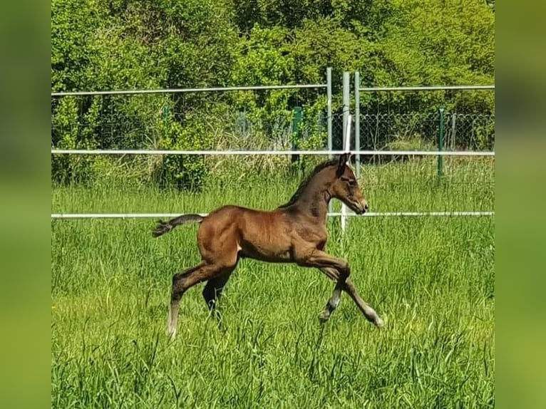 Renano Caballo castrado 5 años 170 cm Tordo in K&#xF6;ln