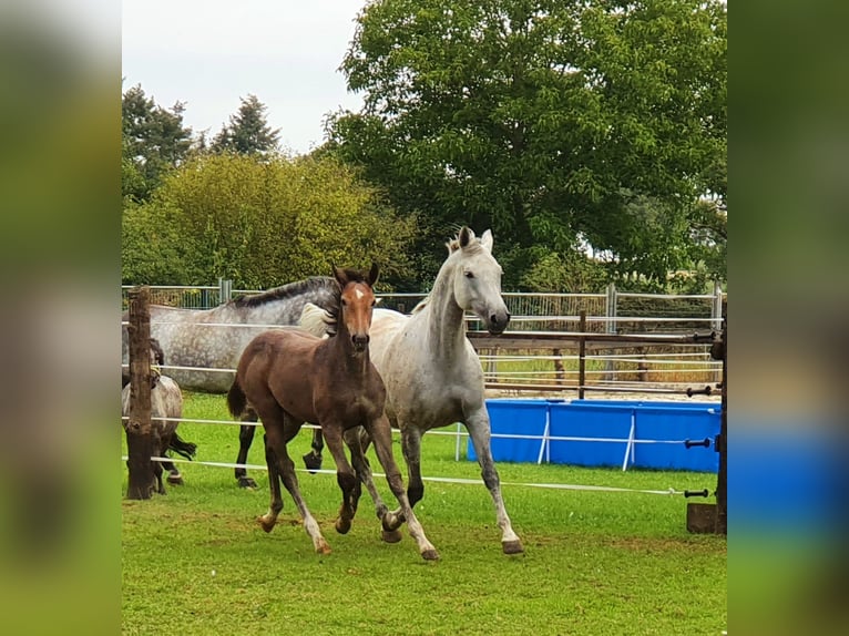 Renano Caballo castrado 5 años 170 cm Tordo in K&#xF6;ln