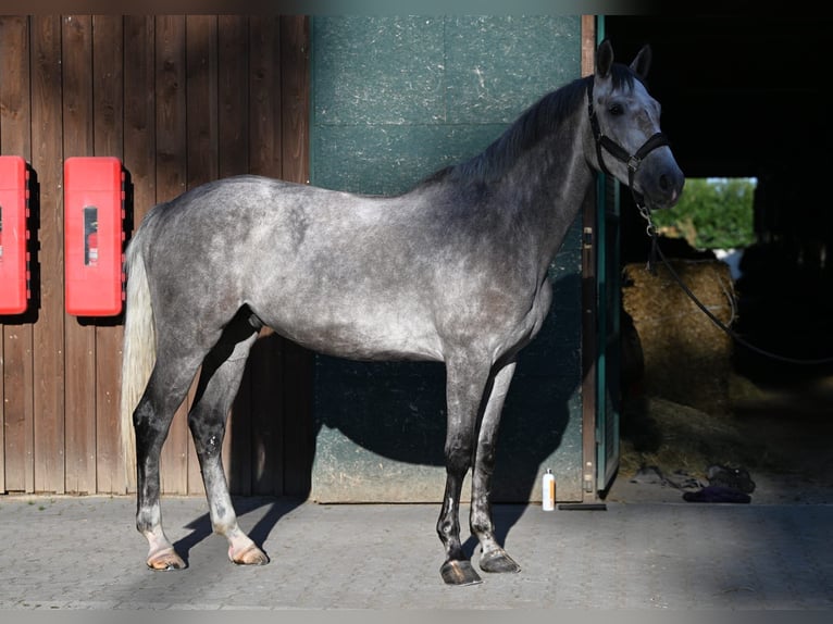 Renano Caballo castrado 5 años 170 cm Tordo in K&#xF6;ln