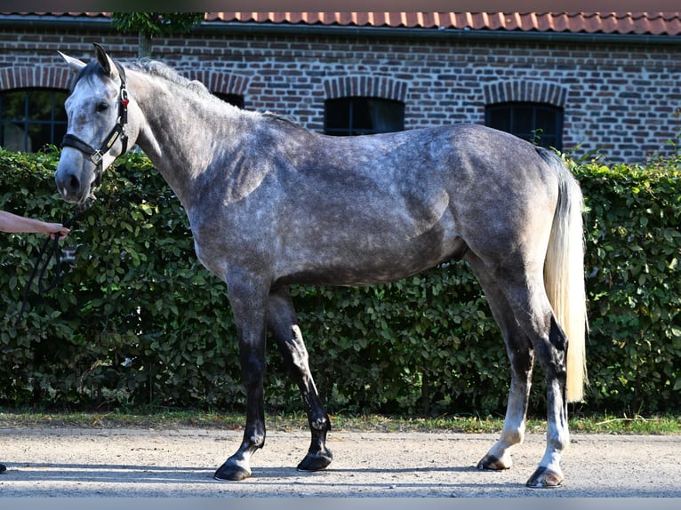 Renano Caballo castrado 5 años 170 cm Tordo in K&#xF6;ln