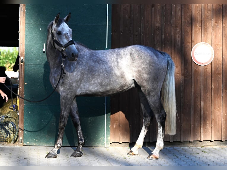 Renano Caballo castrado 5 años 170 cm Tordo in K&#xF6;ln