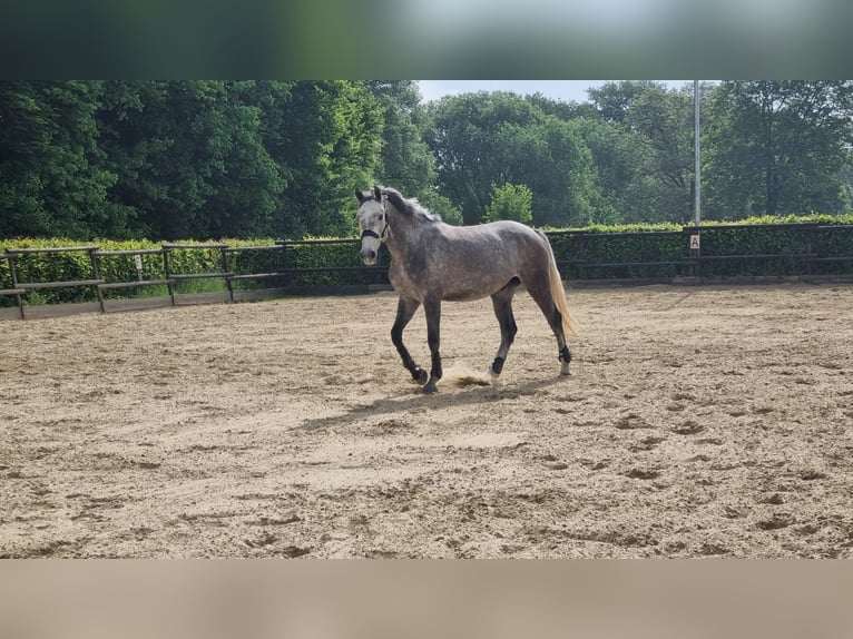 Renano Caballo castrado 5 años 170 cm Tordo in K&#xF6;ln
