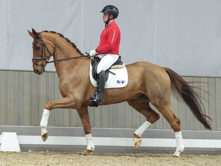 Renano Caballo castrado 5 años Alazán-tostado in Münster-Handorf