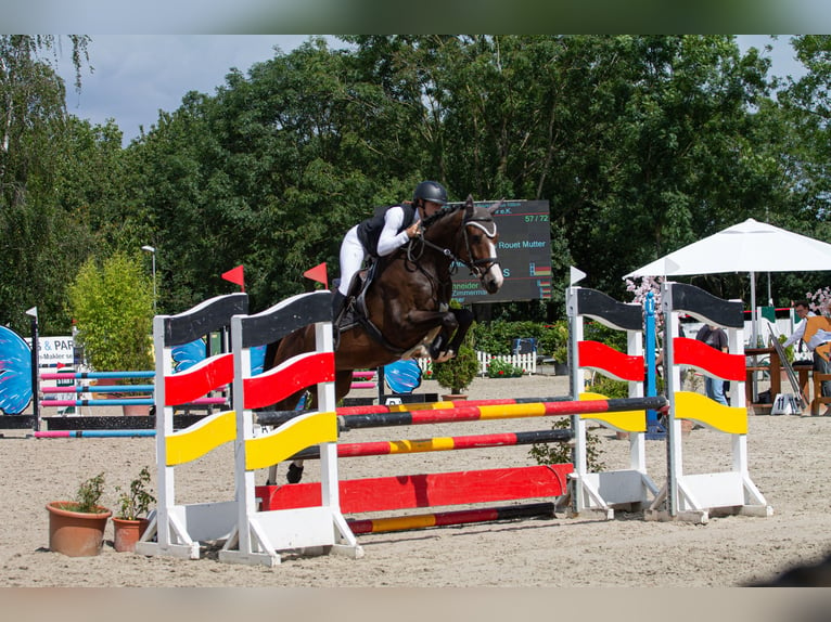 Renano Caballo castrado 6 años 164 cm Castaño in Monheim am Rhein