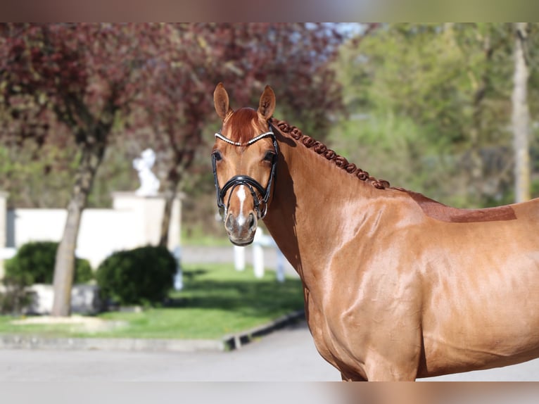 Renano Caballo castrado 6 años 166 cm Alazán in Schwäbisch Hall