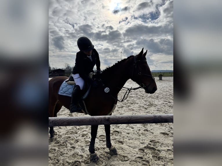 Renano Caballo castrado 6 años 168 cm Alazán in Herten