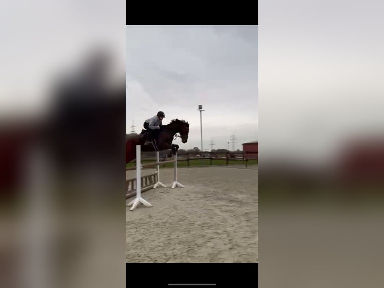 Renano Caballo castrado 6 años 168 cm Alazán in Herten