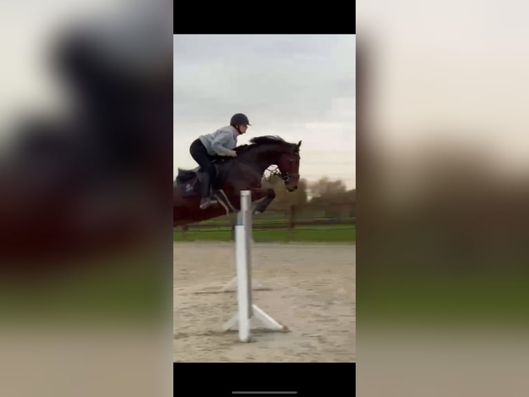 Renano Caballo castrado 6 años 168 cm Alazán in Herten