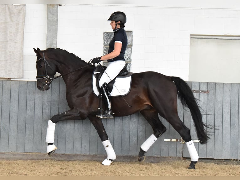 Renano Caballo castrado 6 años 168 cm Negro in Tiddische