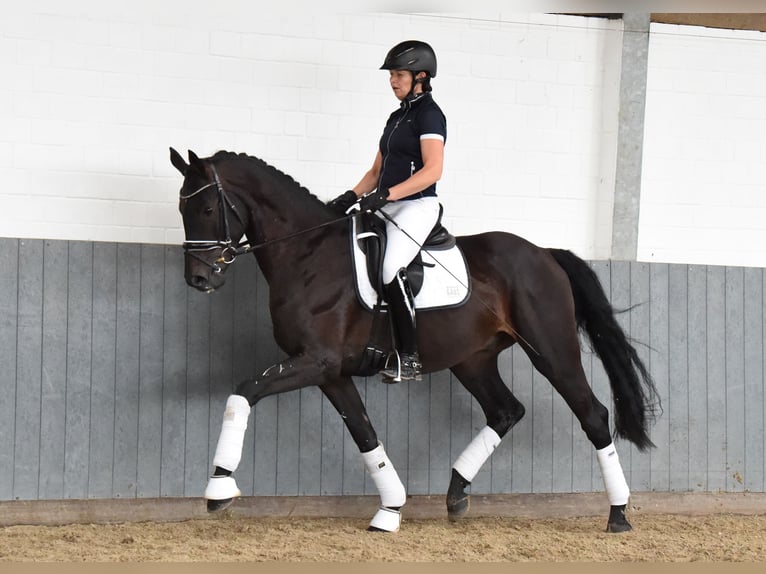 Renano Caballo castrado 6 años 168 cm Negro in Tiddische