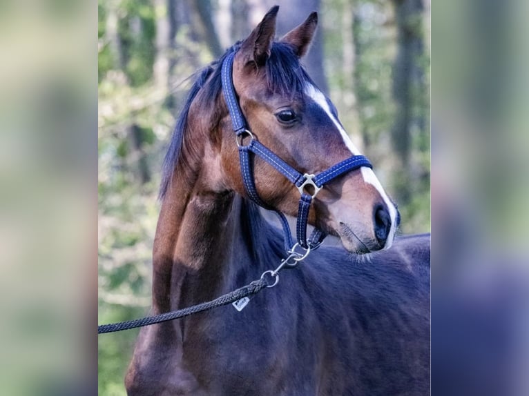 Renano Caballo castrado 6 años 169 cm Castaño oscuro in Rubkow