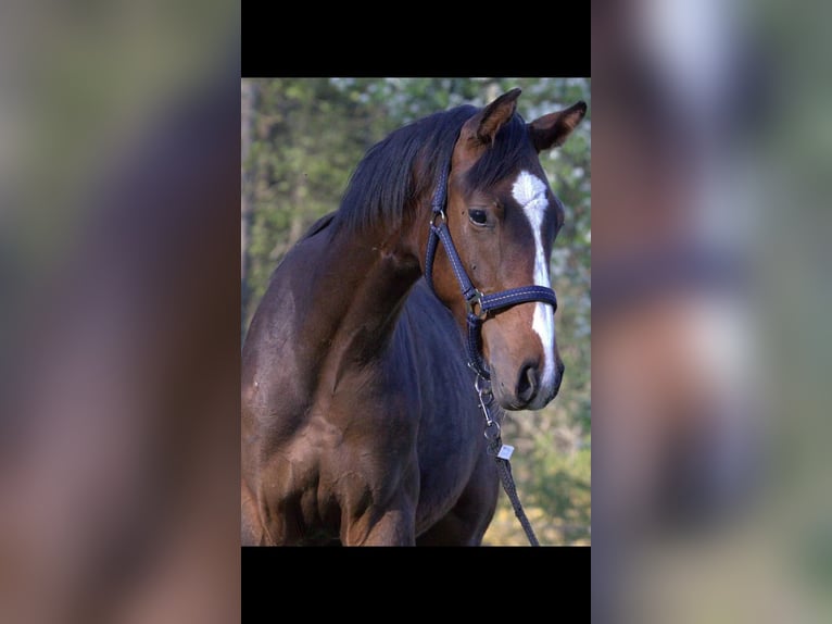 Renano Caballo castrado 6 años 169 cm Castaño oscuro in Rubkow