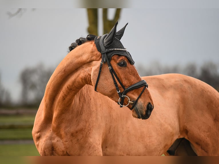 Renano Caballo castrado 6 años 172 cm Castaño in Riedstadt