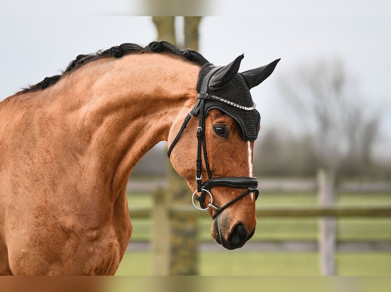 Renano Caballo castrado 6 años 172 cm Castaño in Riedstadt