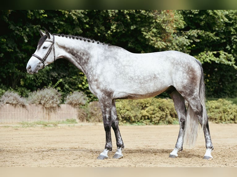 Renano Caballo castrado 6 años 172 cm Tordo in Riedstadt